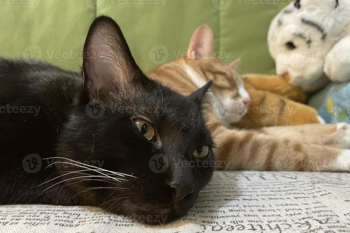 zwart katje slaapt Aan een bed Bij huis. zoet dromen huiselijk huisdieren foto