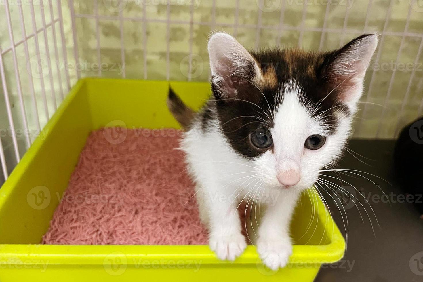 schattig weinig kat in de zandbak. klein grijs katje in plastic afval kat Aan vloer. kat zittend in afval doos met zand Aan badkamer verdieping foto