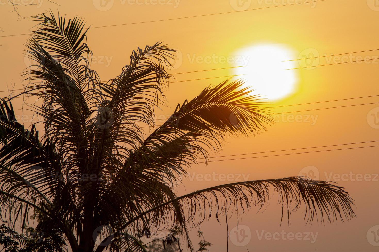 tropisch palm bomen silhouet zonsondergang of zonsopkomst. kokosnoot bomen silhouet zonsondergang of zonsopkomst. foto