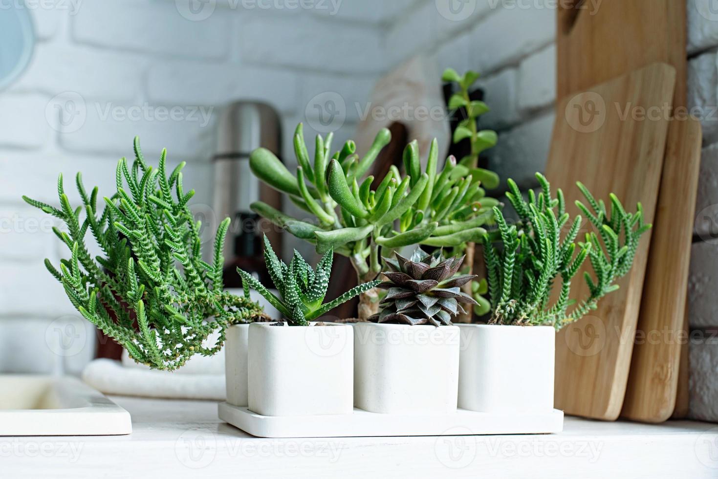 wit potten met divers vetplanten Aan houten teller top in de keuken foto