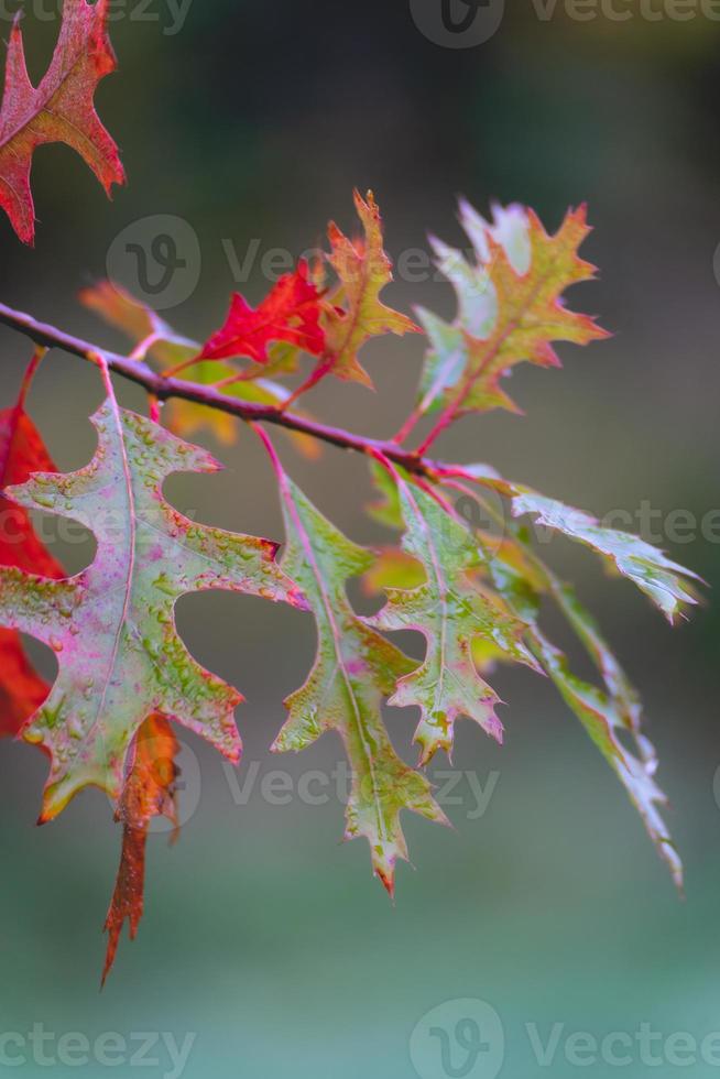 dichtbij omhoog van eik bladeren in herfst. abtwoudsebos, Delft, de nederland. foto