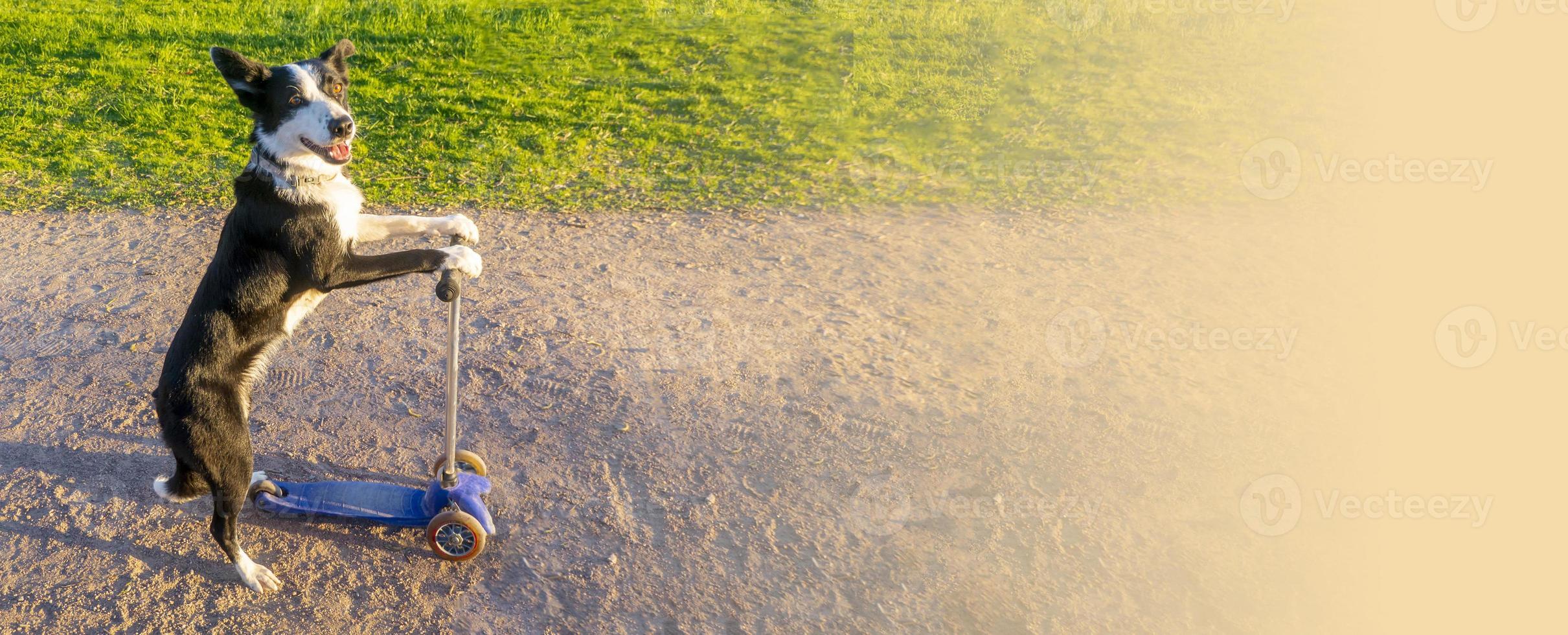 klein wit hond het rijden een scooter en staan. schattig hond ritten een scooter foto