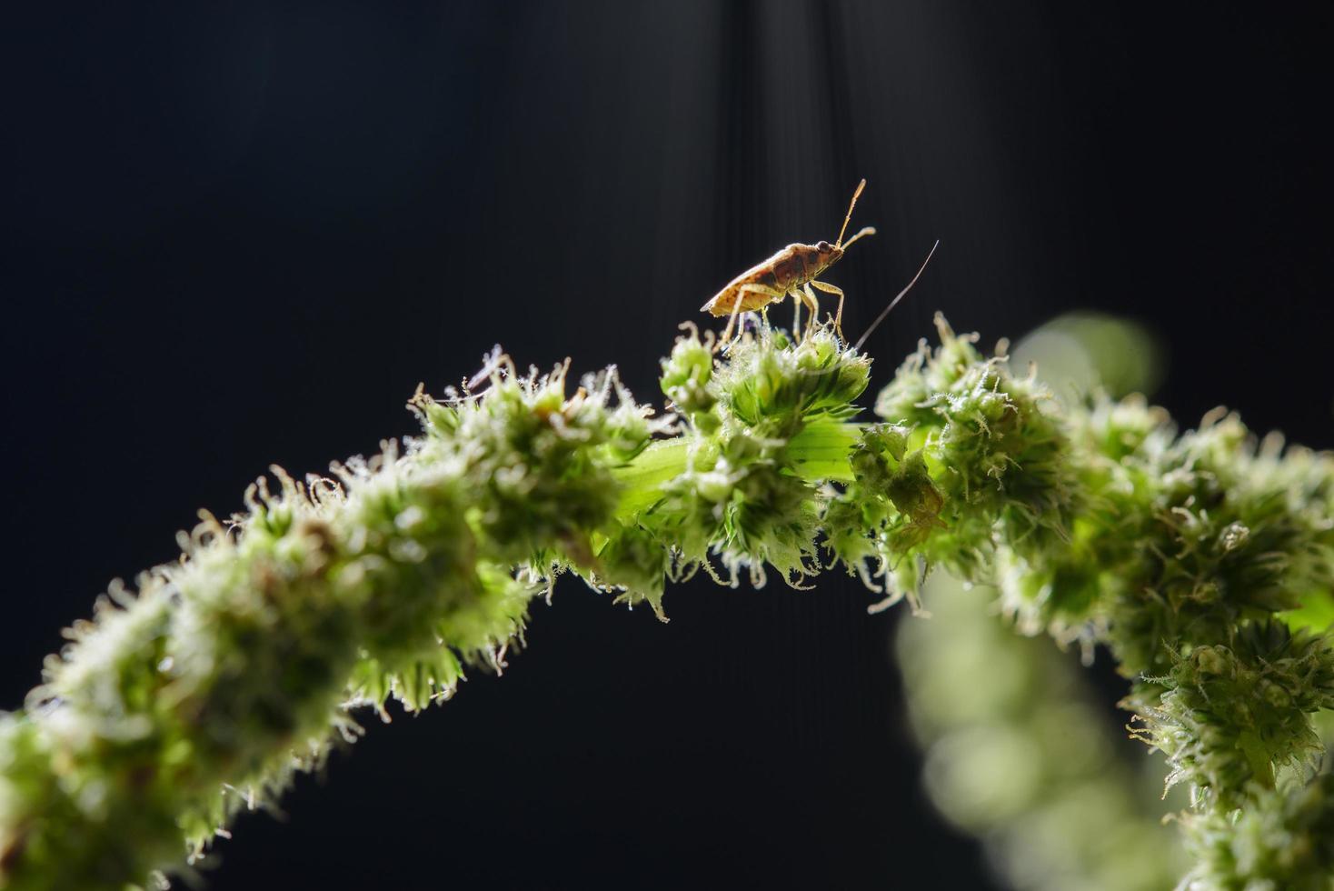 insect op een plant foto