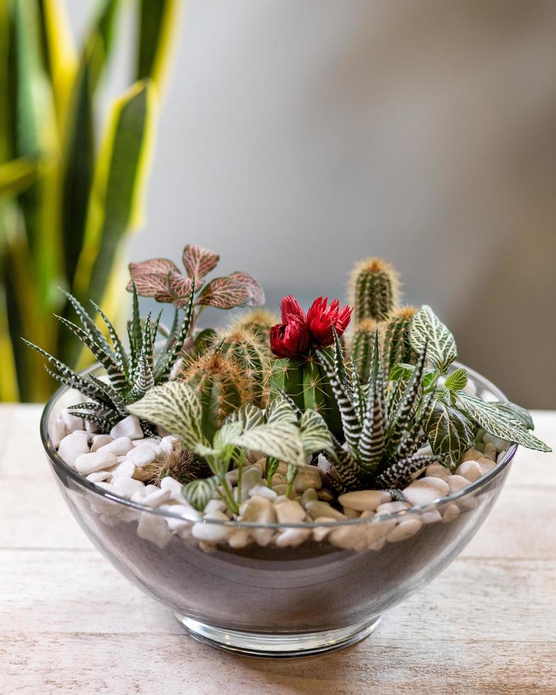 prachtig terrarium met vetplanten, cactussen en bloemen foto