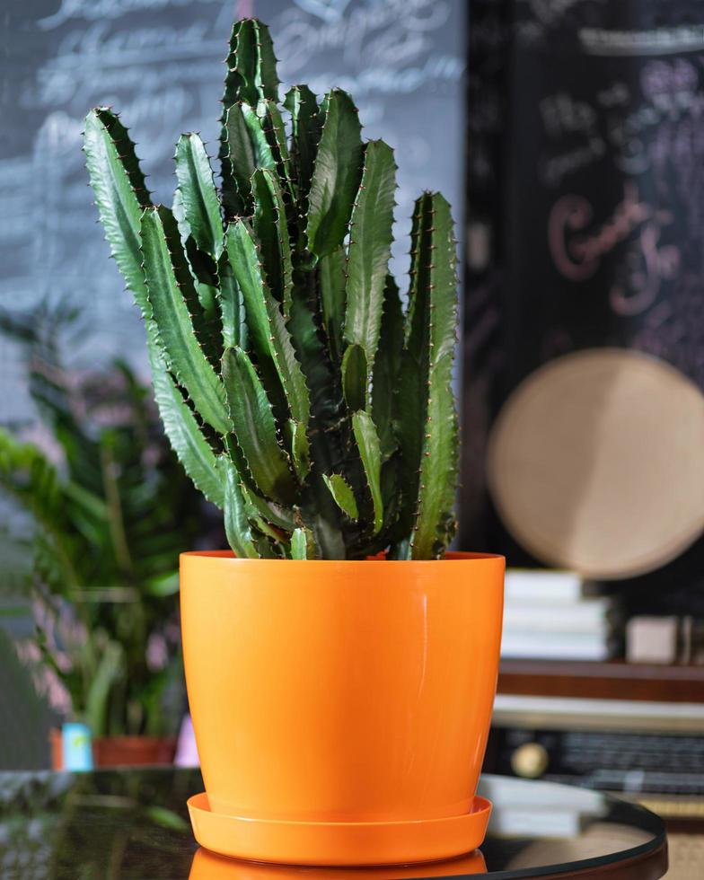 grote cactus in een oranje pot foto