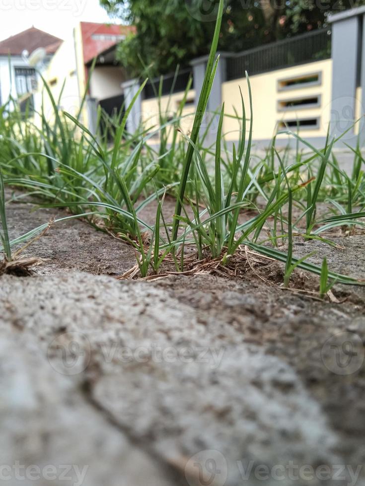 onkruid groeit tussen de bestrating blokken foto