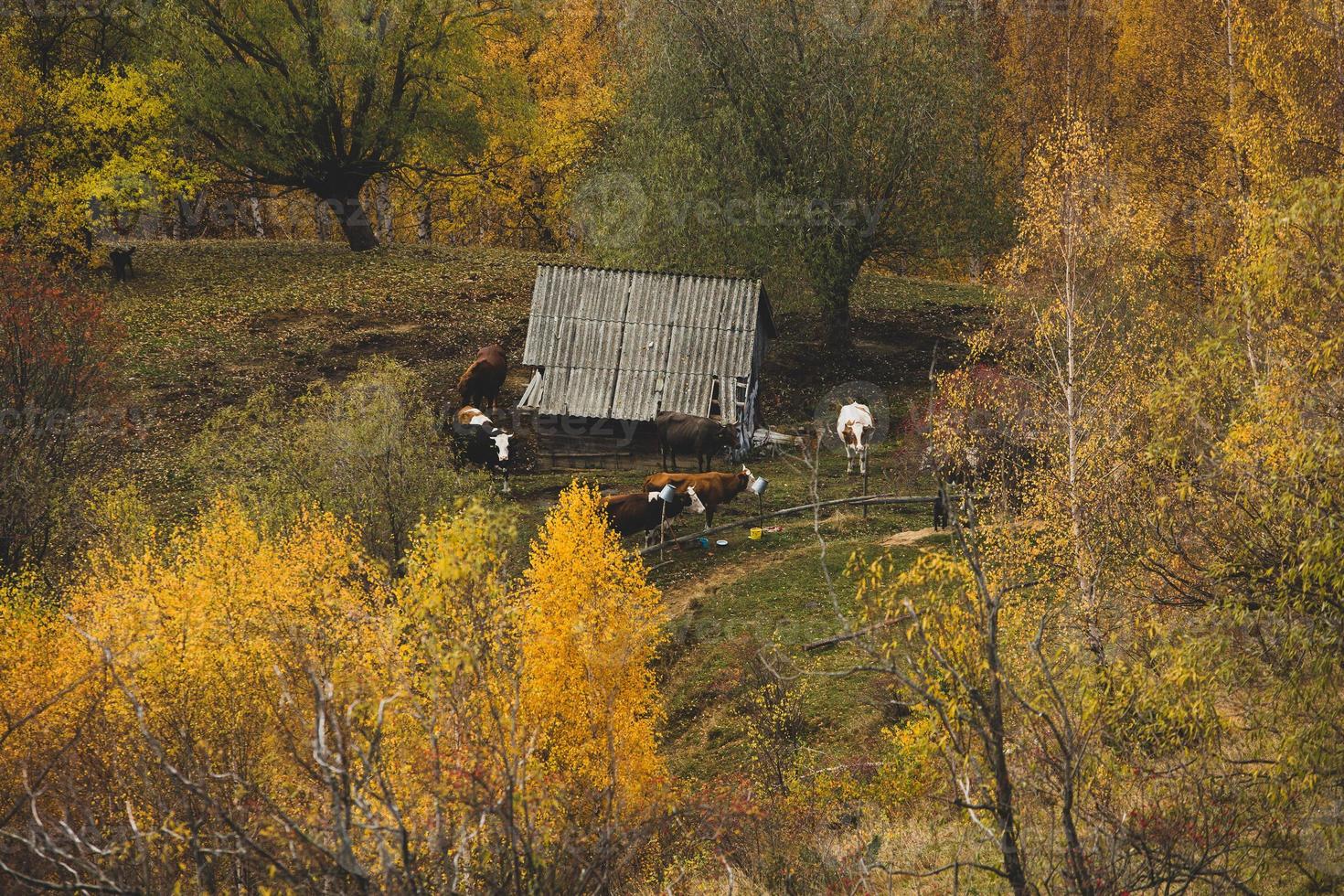 kleurrijk herfst landschap in de berg dorp. mistig ochtend- in de Karpaten bergen in Roemenië. verbazingwekkend natuur. foto