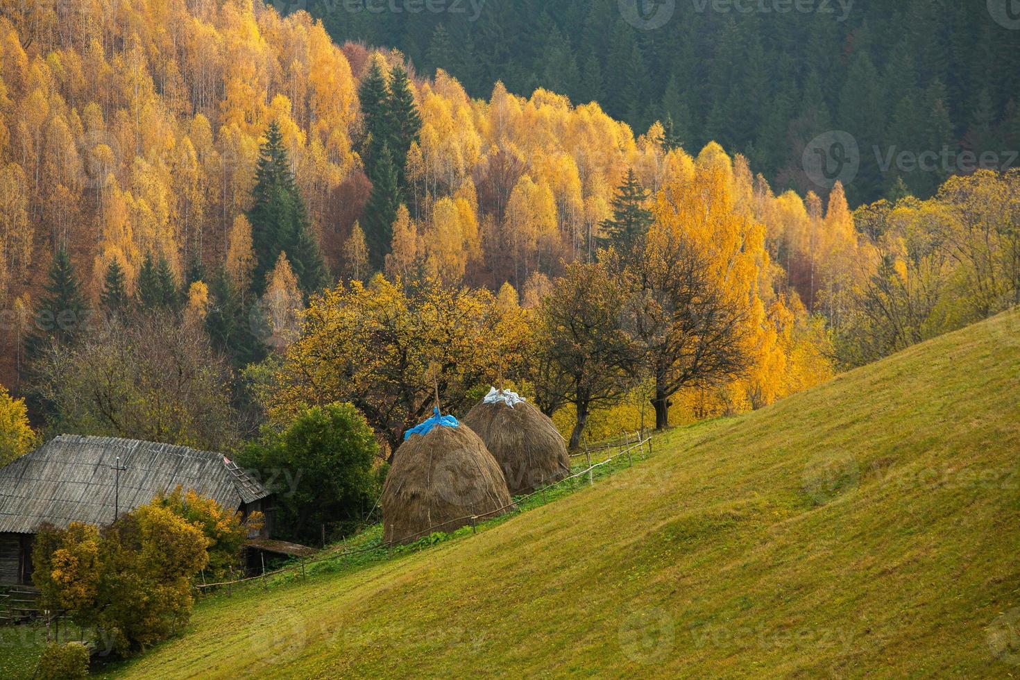 kleurrijk herfst landschap in de berg dorp. mistig ochtend- in de Karpaten bergen in Roemenië. verbazingwekkend natuur. foto