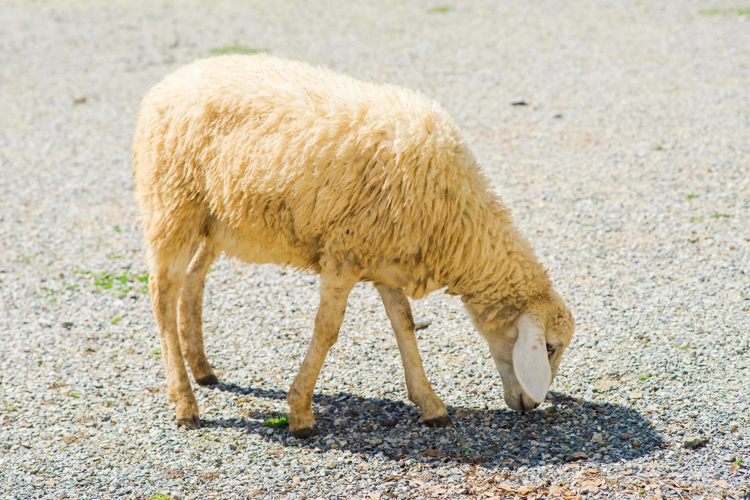 schapen op onverharde weg foto