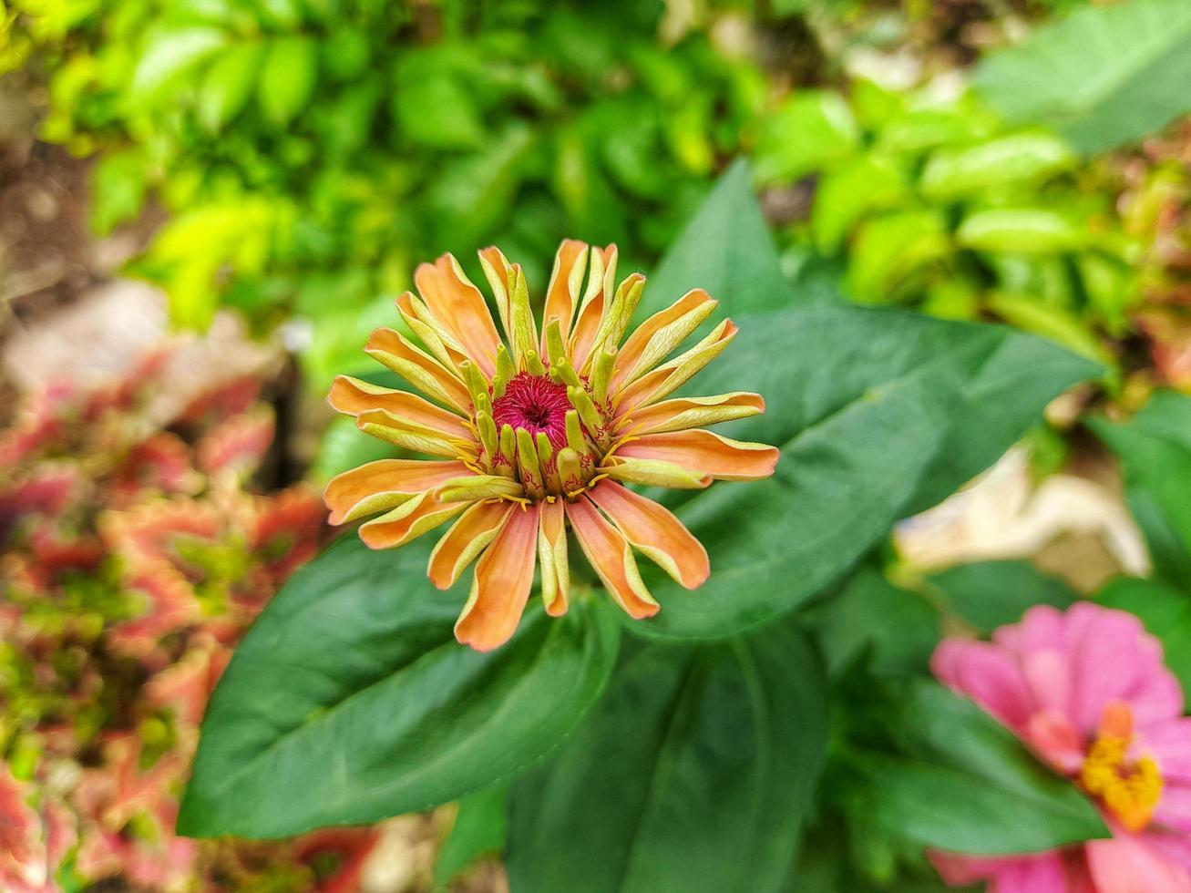 bloemen dat zullen bloeien spoedig foto