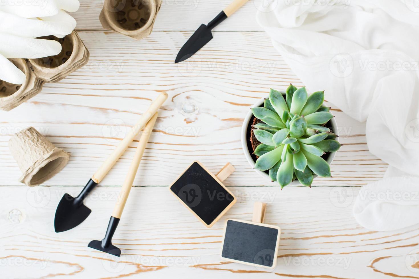 sappig in een pot en gereedschap voor verplanten planten Aan een wit houten tafel. top visie foto