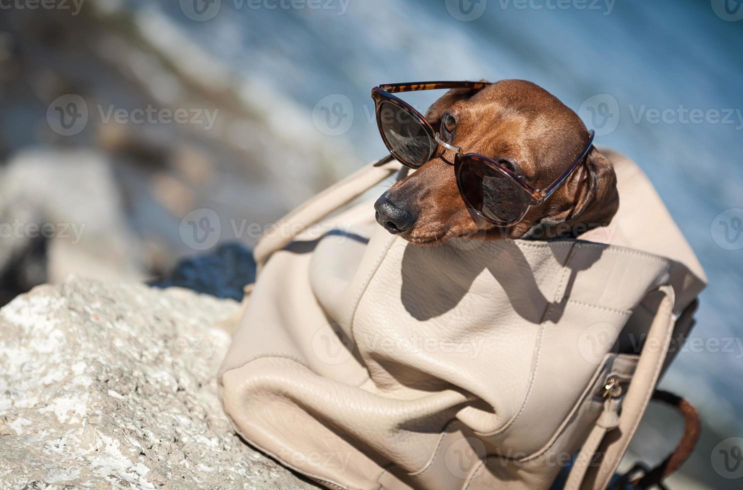 teckel hond met zonnebril op zee foto