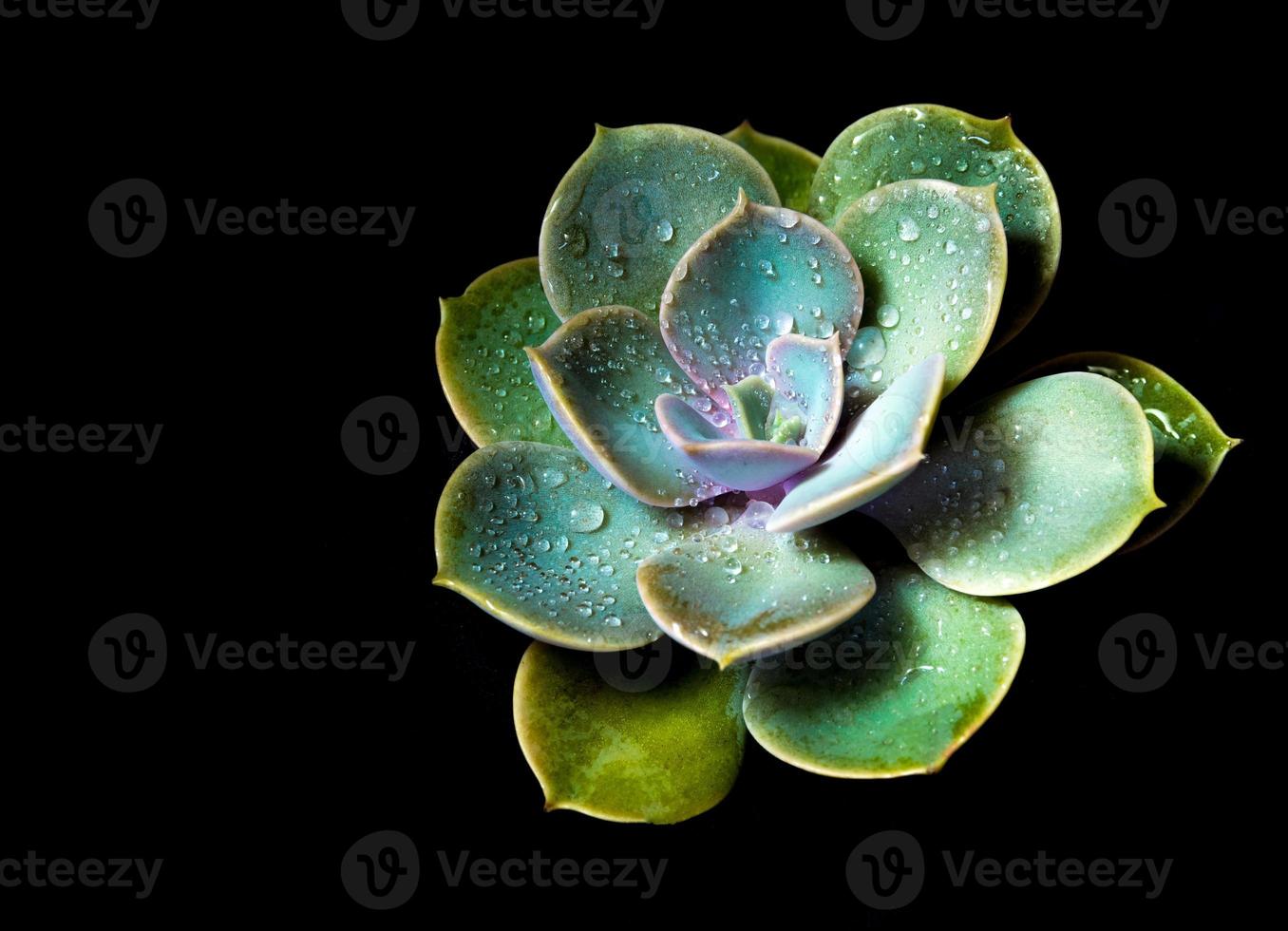 vetplant close-up echeveria perle von nurnberg in de aarden pot foto