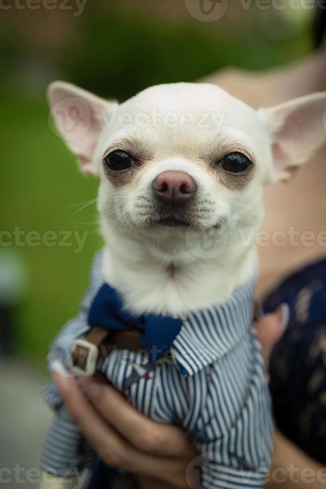 chihuahua hond in de hand- in kostuum foto