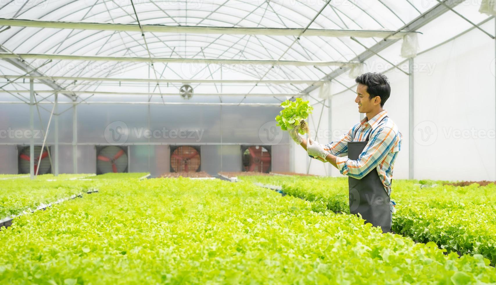 Aziatisch Mens groeit sla groente in hydrocultuur kas klein bedrijf landbouw boerderij. mannetje tuinieren eigenaar trots produceren biologisch plantage gezond salade, vegetarisch voedsel in stedelijk tuin foto