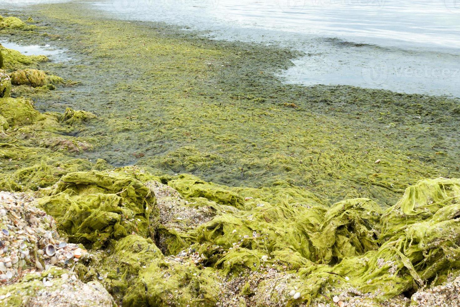 groen rotsen. strand met groen zeewier rotsen door de strand. ecologie en natuurlijk rampen concept foto