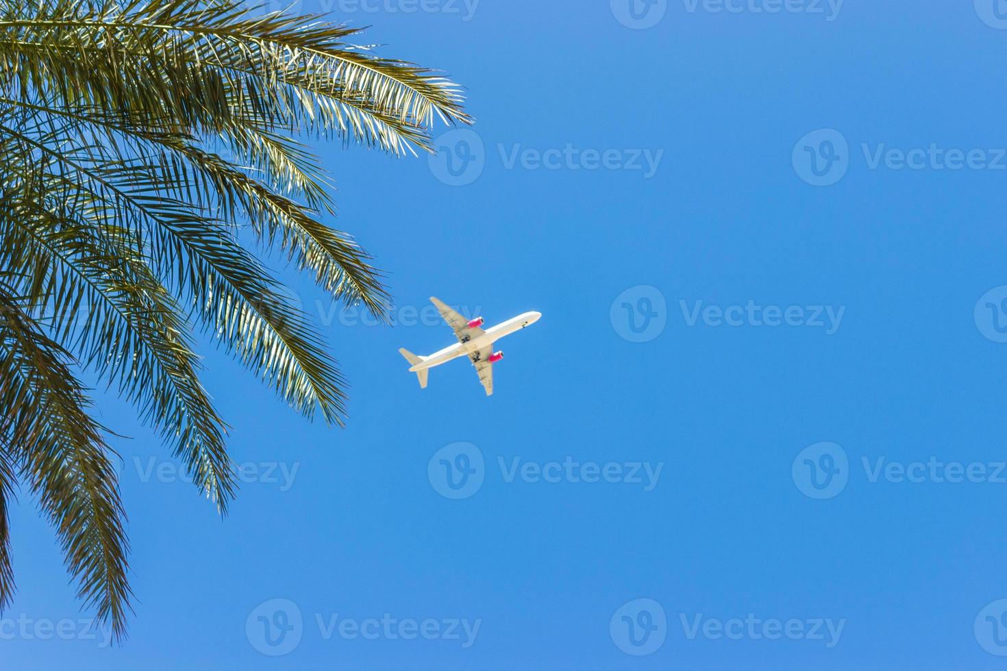 vliegtuig vliegend over- tropisch palm bomen. Doorzichtig blauw lucht vakantie tijd foto