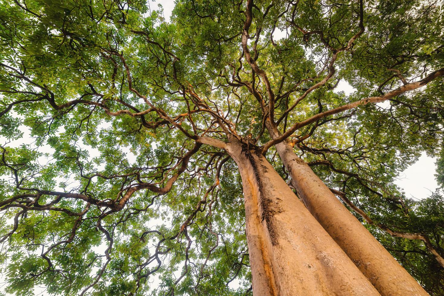 eenzame boom met groen gebladerte foto