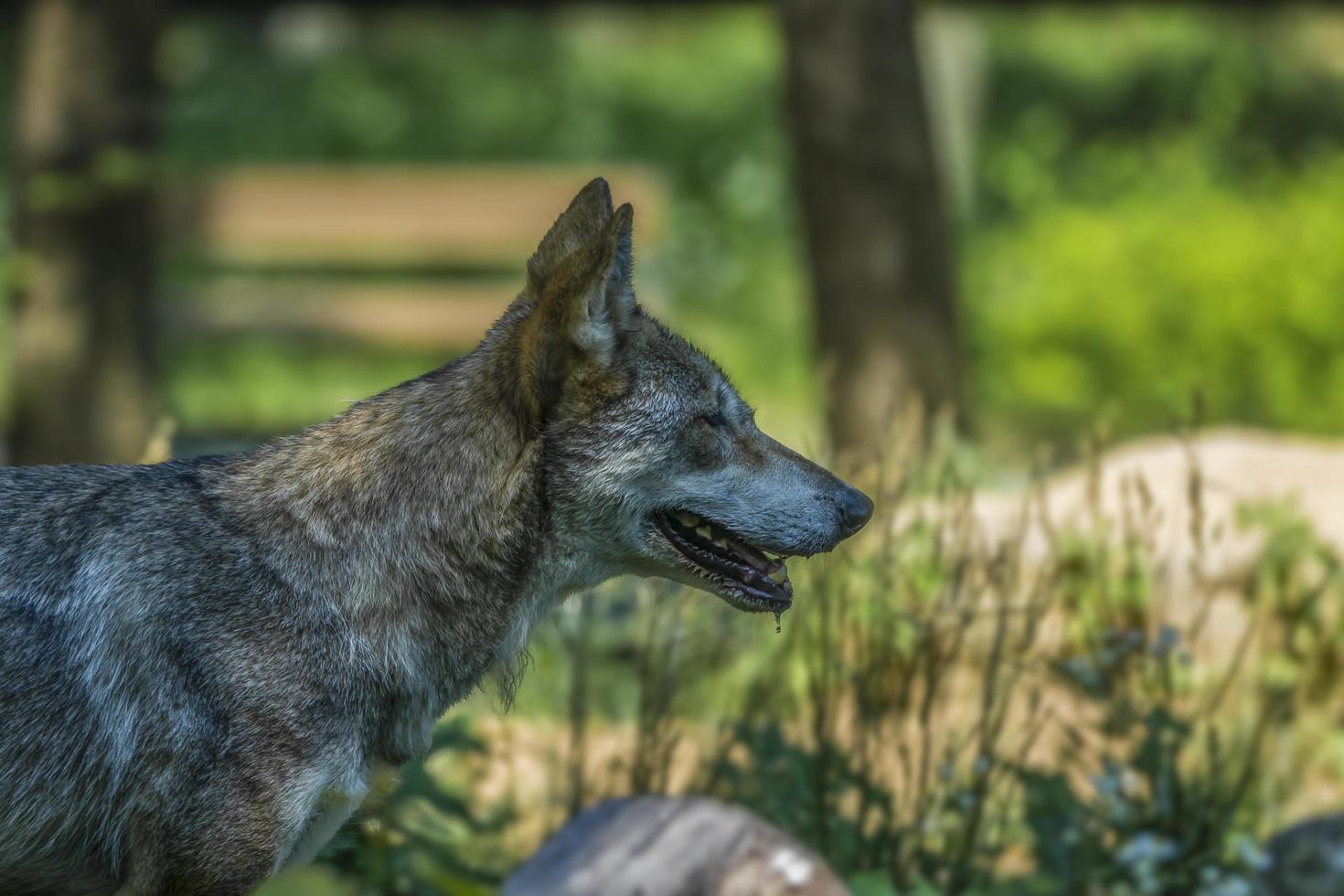 een coyote concentreerde zich op zijn doel foto