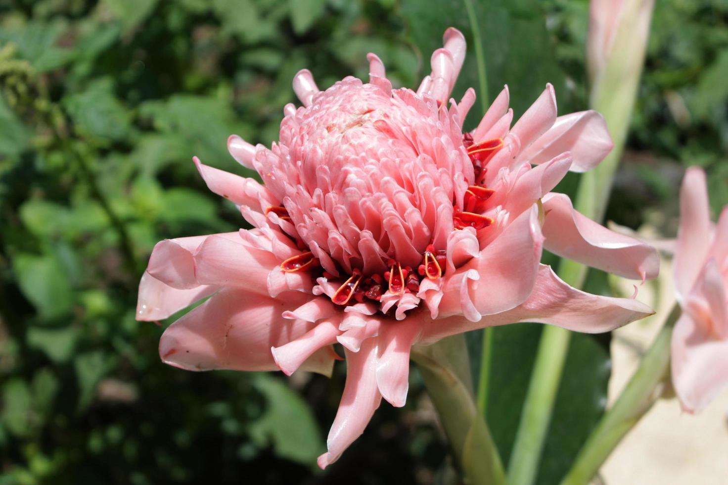 roze etlingera elatior bloem foto