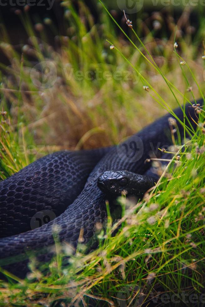 zwart vipera berus aan het liegen in de gras foto