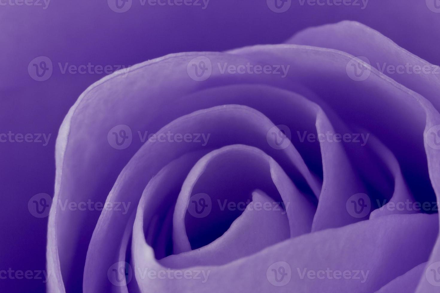 violet roze macro foto