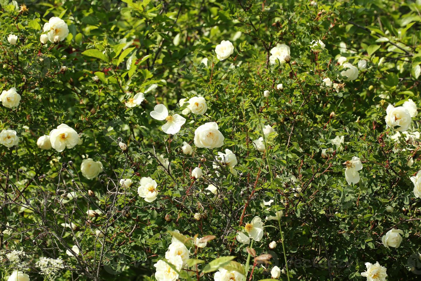 rozen rozenbottels struik in de tuin zomer lente foto