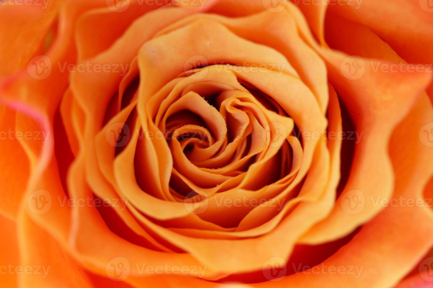 macro van een oranje roos foto