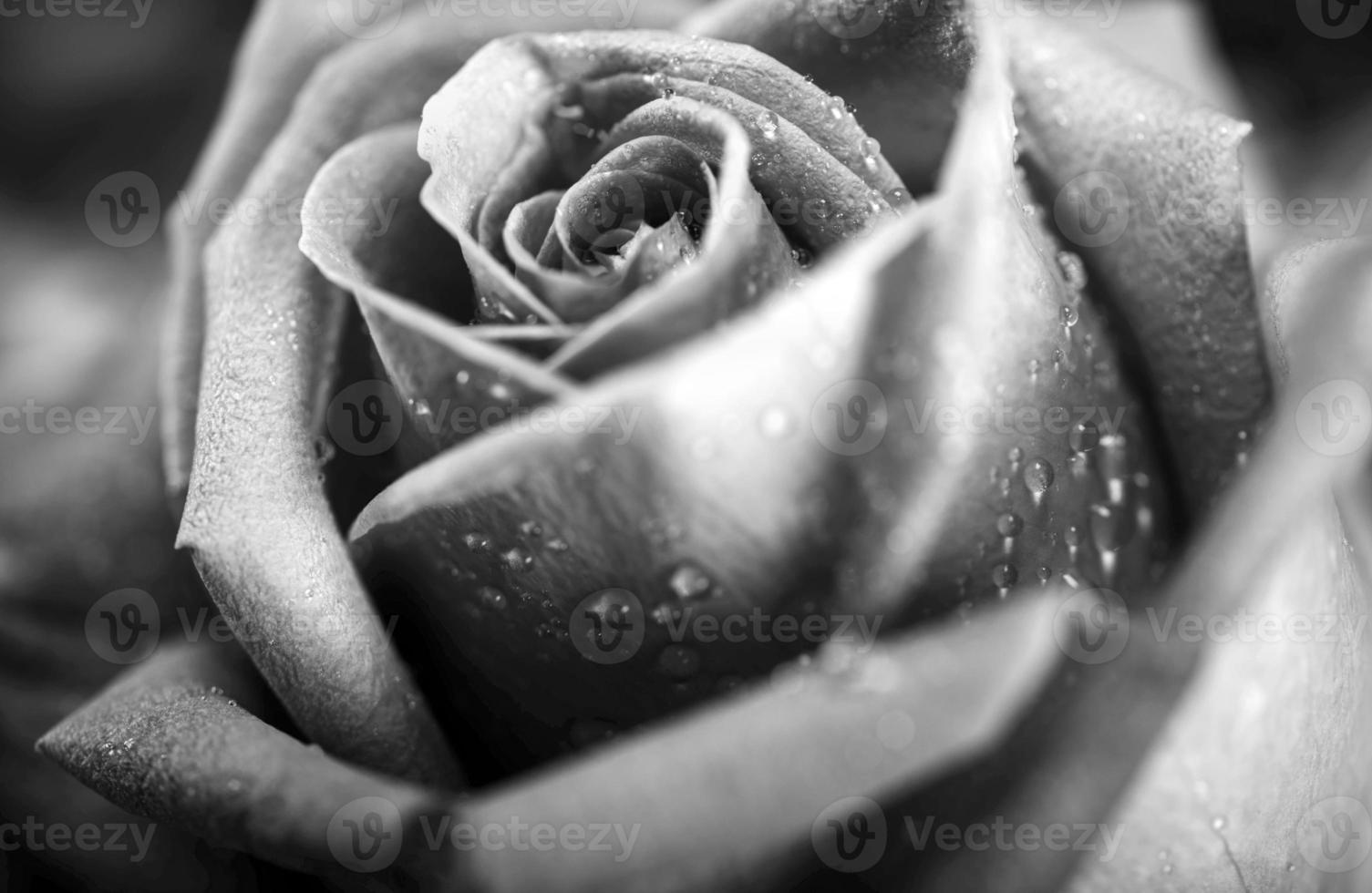 zwart-witte roos foto