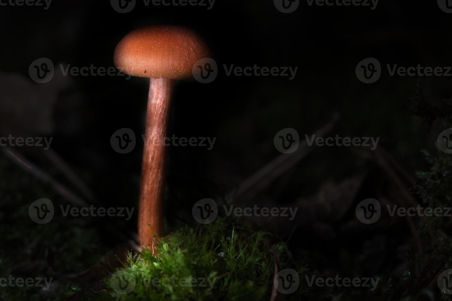 oranje filigraan champignons in mos Aan Woud vloer. macro visie van de leefgebied. foto