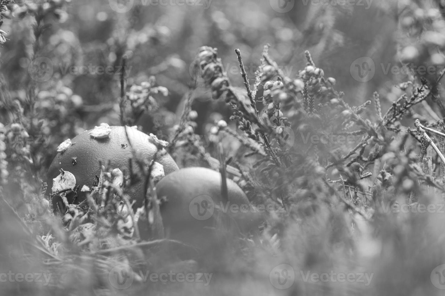paddestoel in zwart wit in een heide veld- in de Woud. giftig paddestoel foto