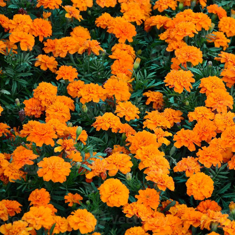 een groot aantal van mooi bloeide geel goudsbloemen in een Open lucht bloembed foto