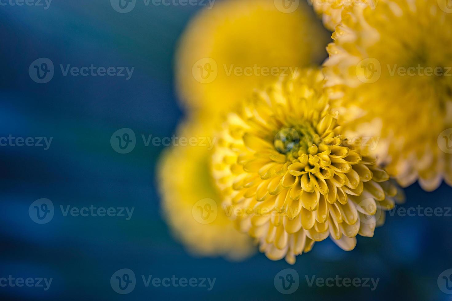 mooi bloemen macro abstract kunst achtergrond met een zacht focus. teder geel bloemen natuur Aan licht blauw turkoois achtergrond. rustig voorjaar zomer natuur detailopname en wazig gebladerte achtergrond foto