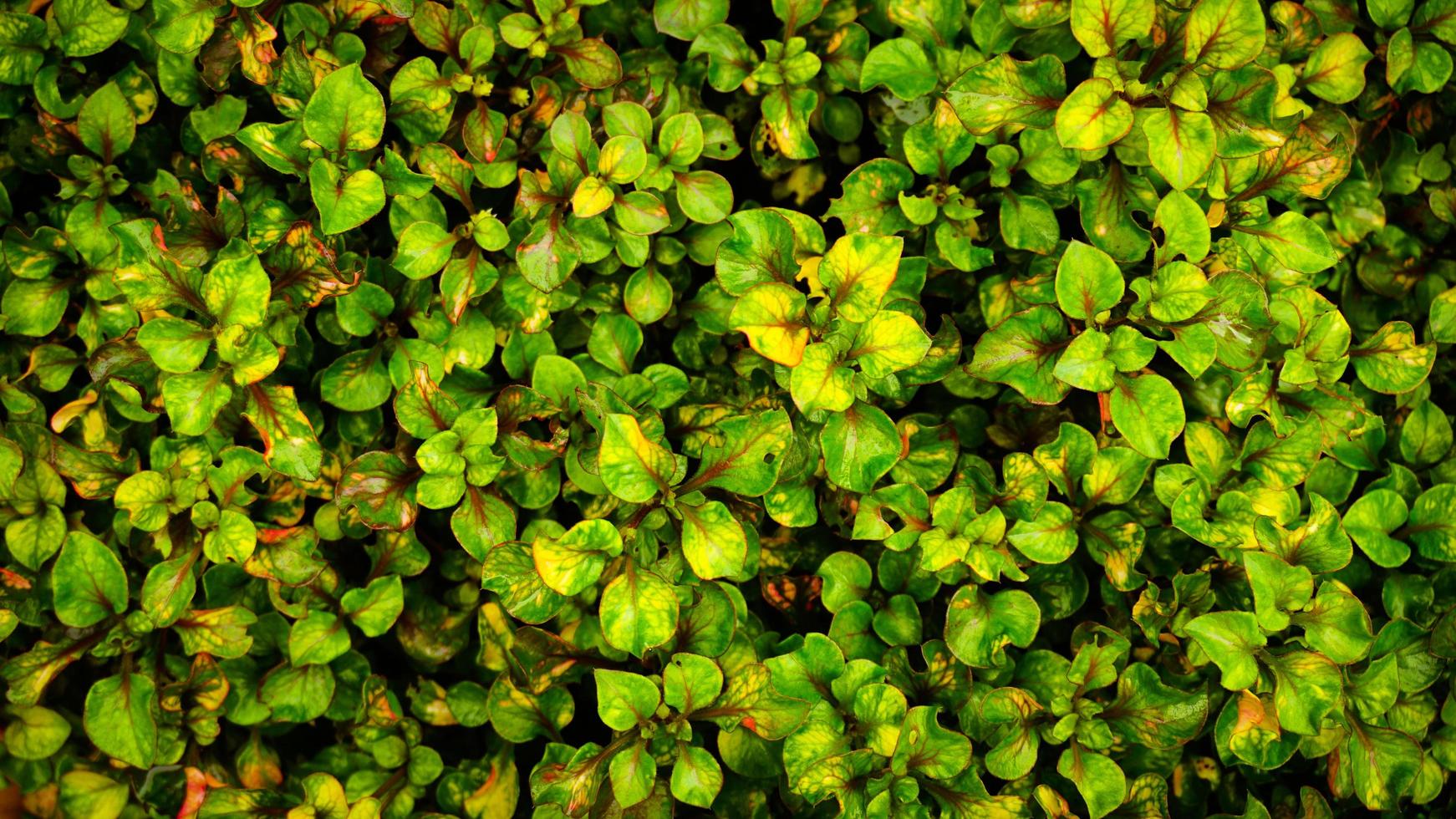 vers en natuurlijk groen gebladerte achtergrond foto