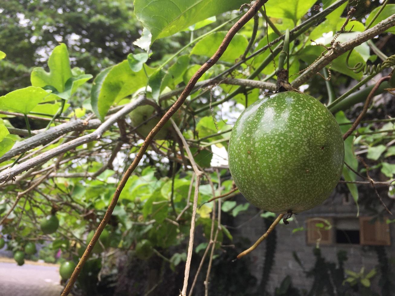 onrijp passie fruit dat nog steeds blijft hangen Aan de boom foto