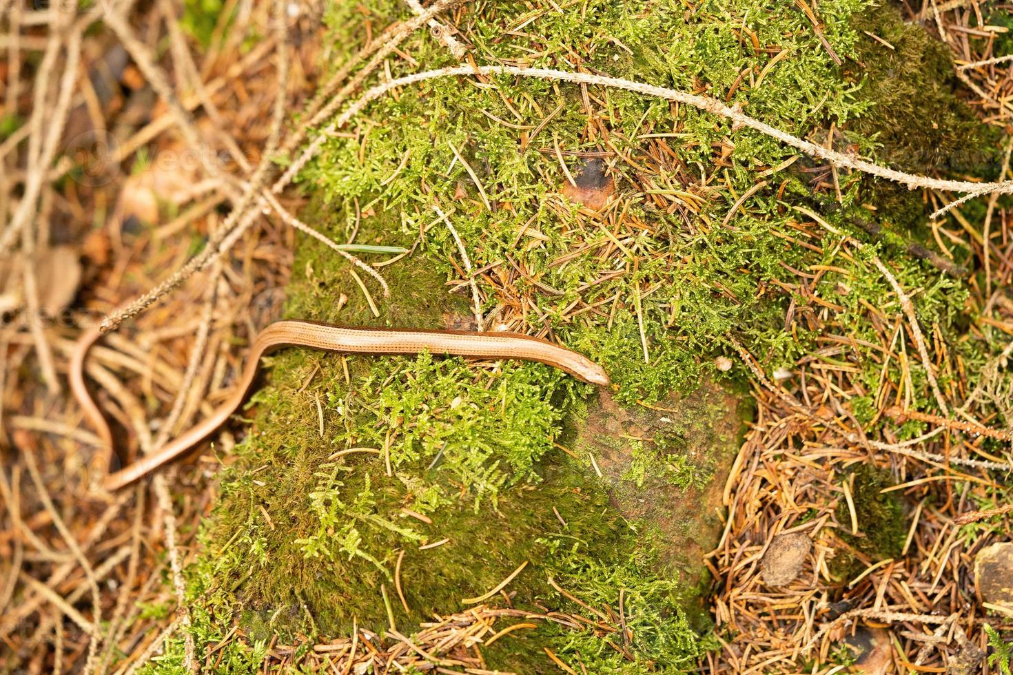 anguis fragilis in het natuurreservaat fischbeker heide hamburg foto