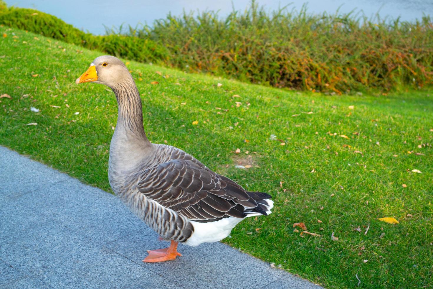 wild huiselijk grijs ganzen met oranje bek en oranje poten foto