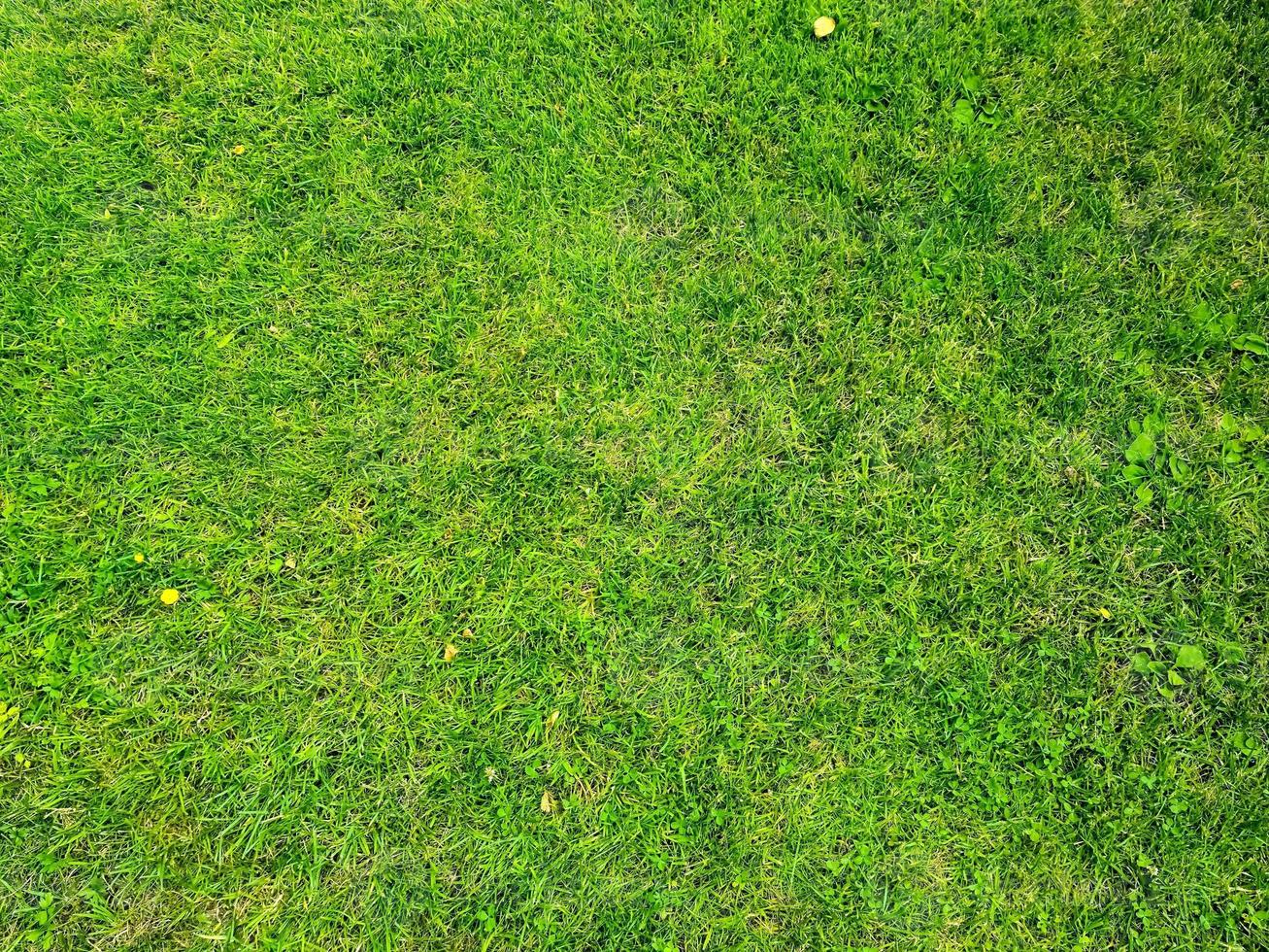 close-up oppervlak van groen gras op een weide op een zonnige zomerdag. foto