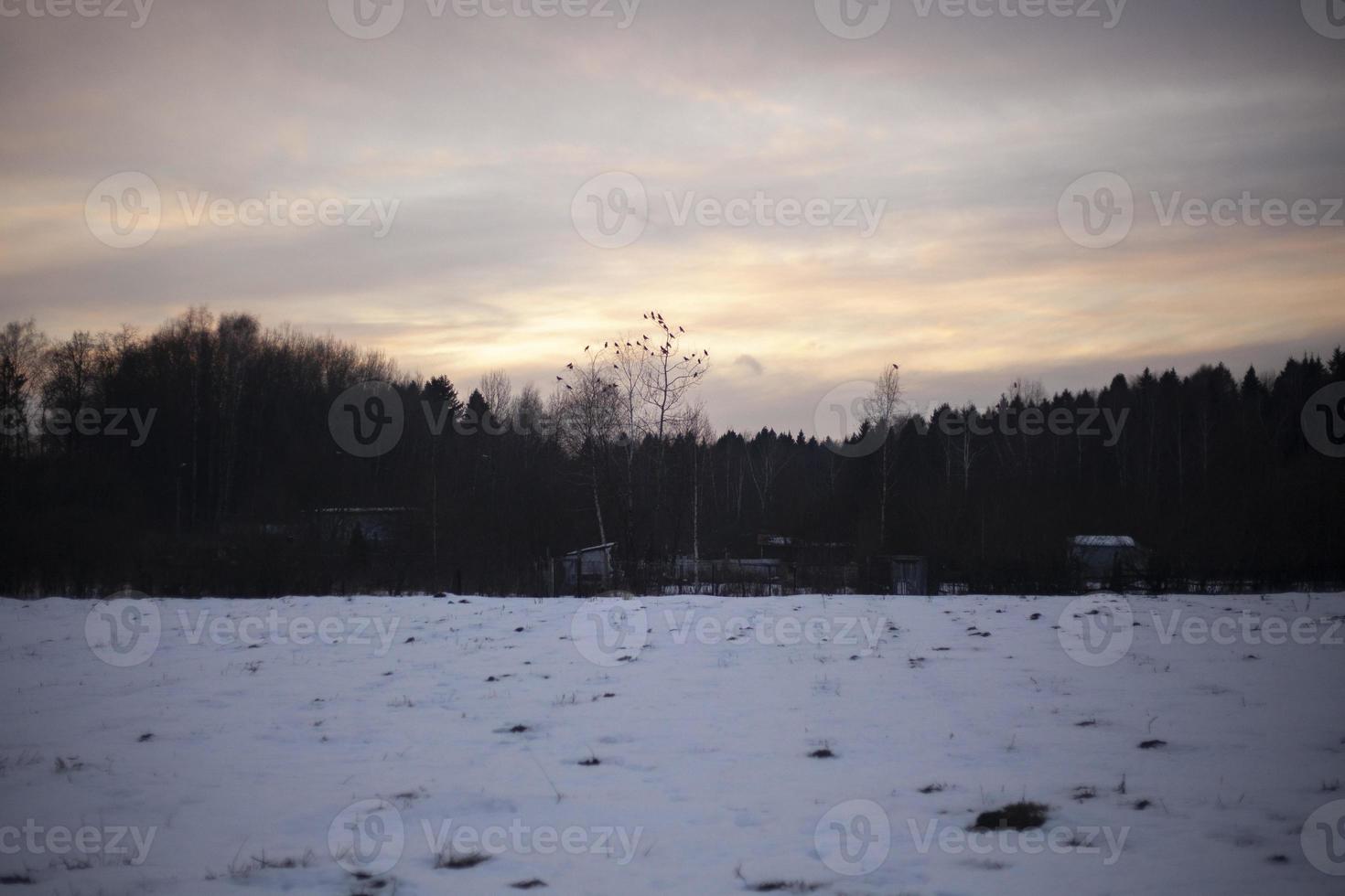 winter veld- in avond sneeuw en Woud. details van Russisch natuur. foto