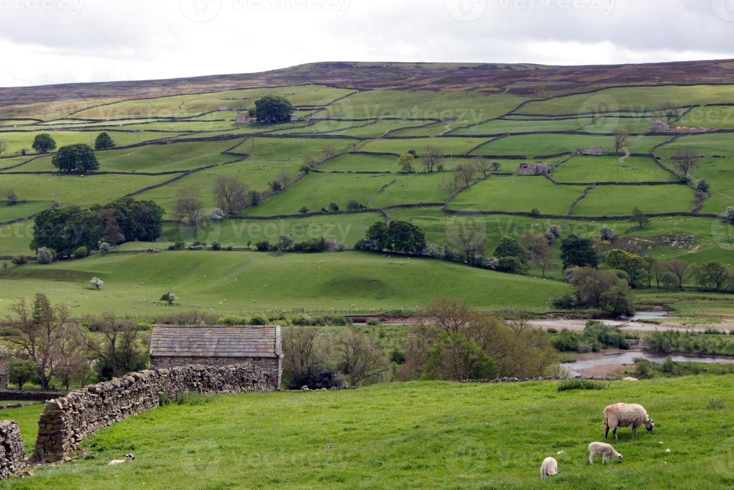 wit en zwart schapen met yorkshire dalen uitzicht in de achtergrond foto