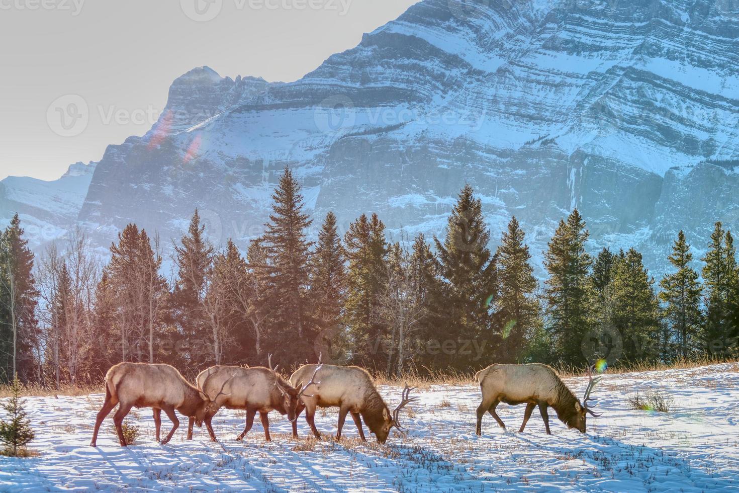 elanden met bergen met in de achtergrond in banff nationaal park Canada foto