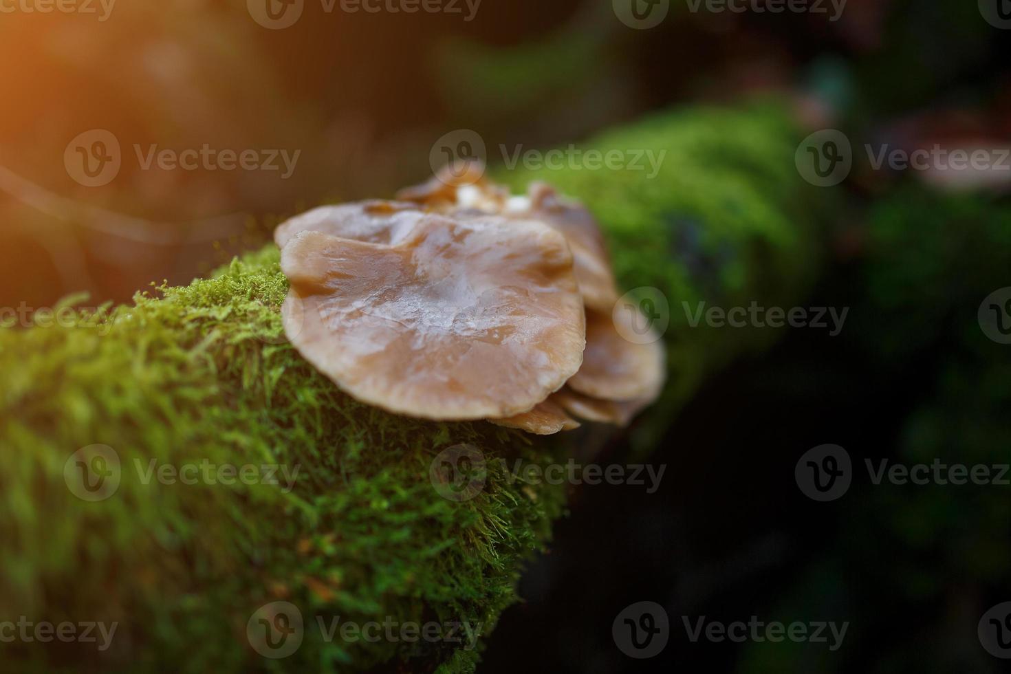 Woud. champignons in de Woud. paddenstoelen. gevaarlijk champignons foto