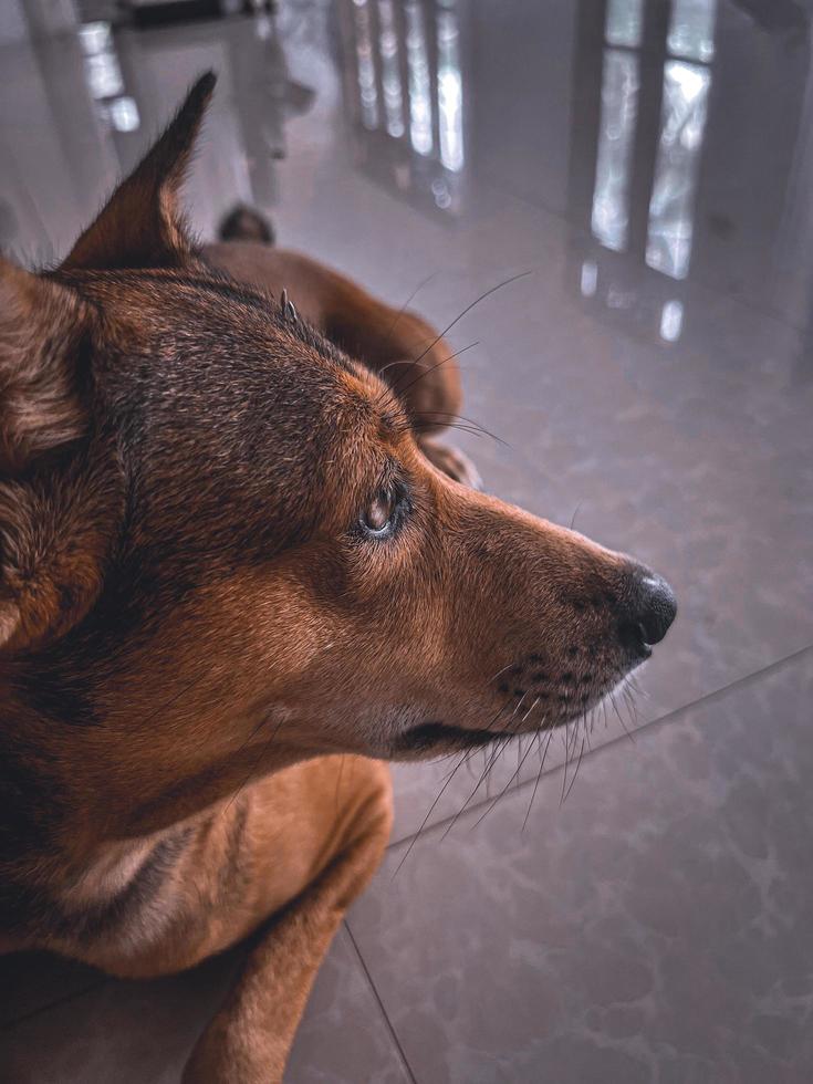 portret van een hond. foto