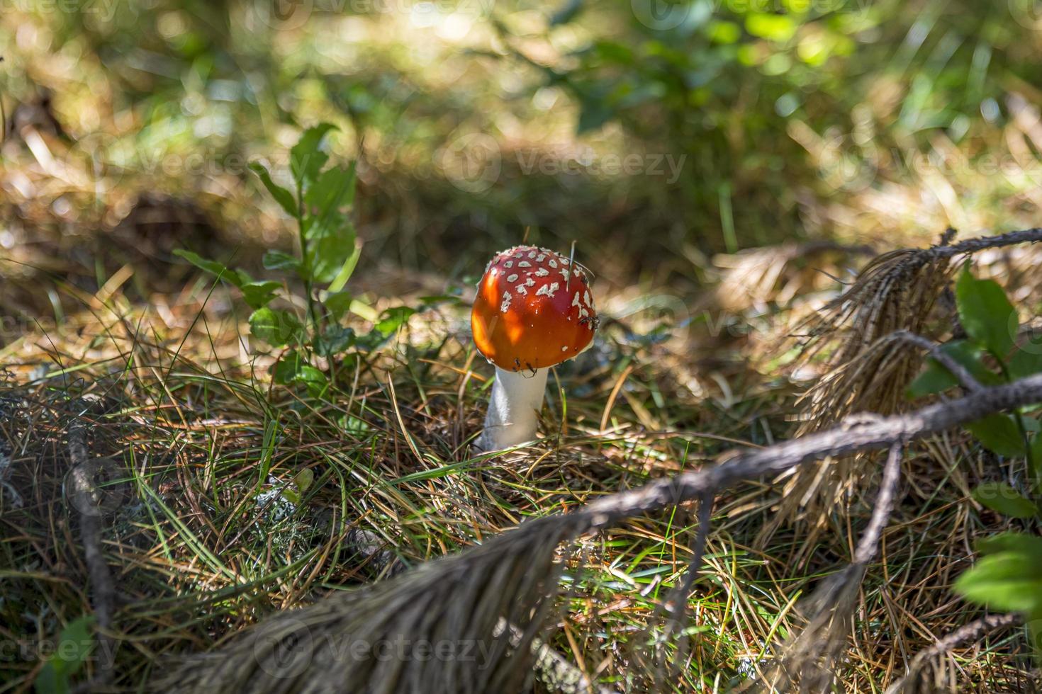 mooi rood pet van amanita paddestoel in oostenrijks Woud. foto