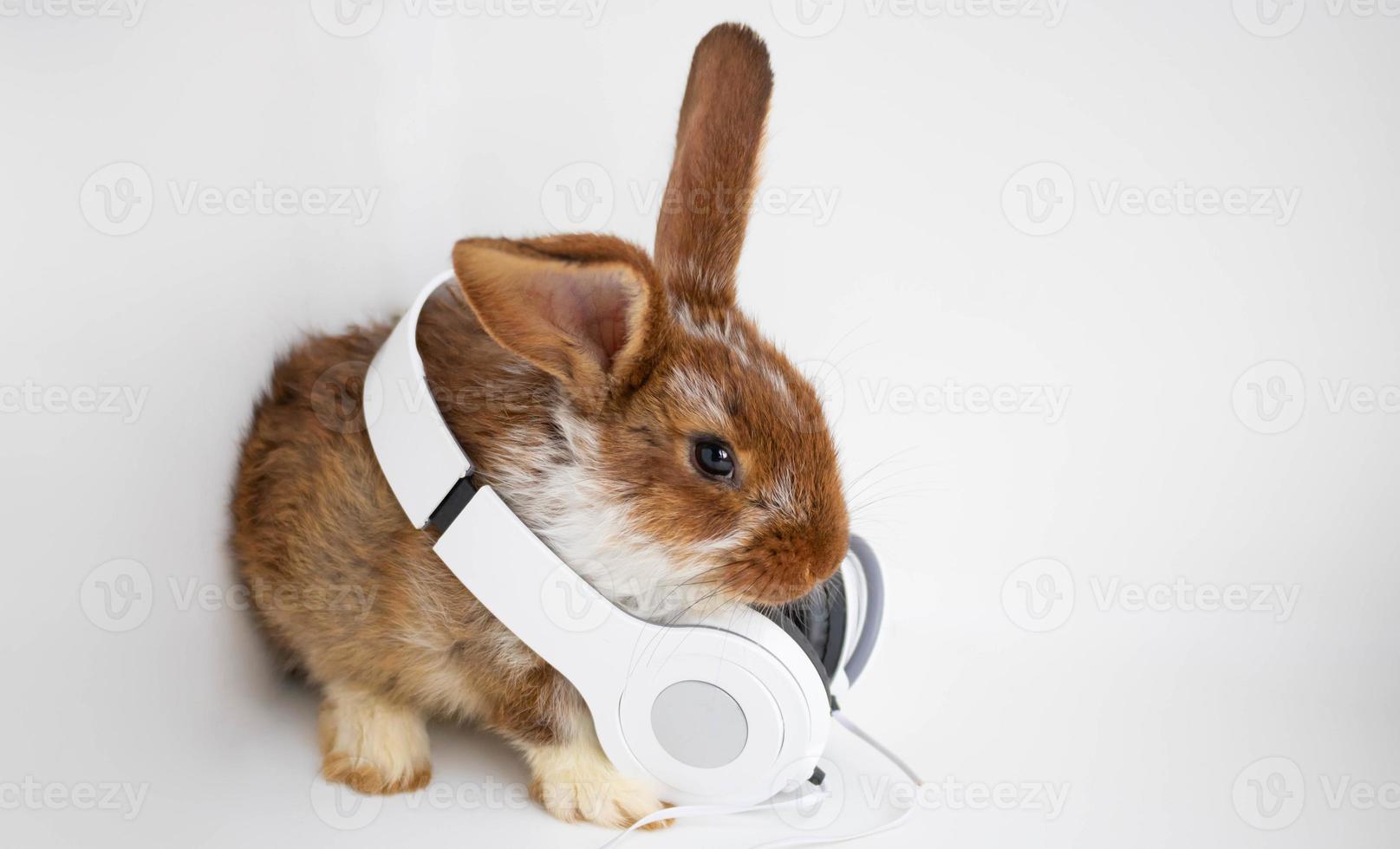 een roodbruin konijn in wit hoofdtelefoons zit Aan een wit achtergrond. foto