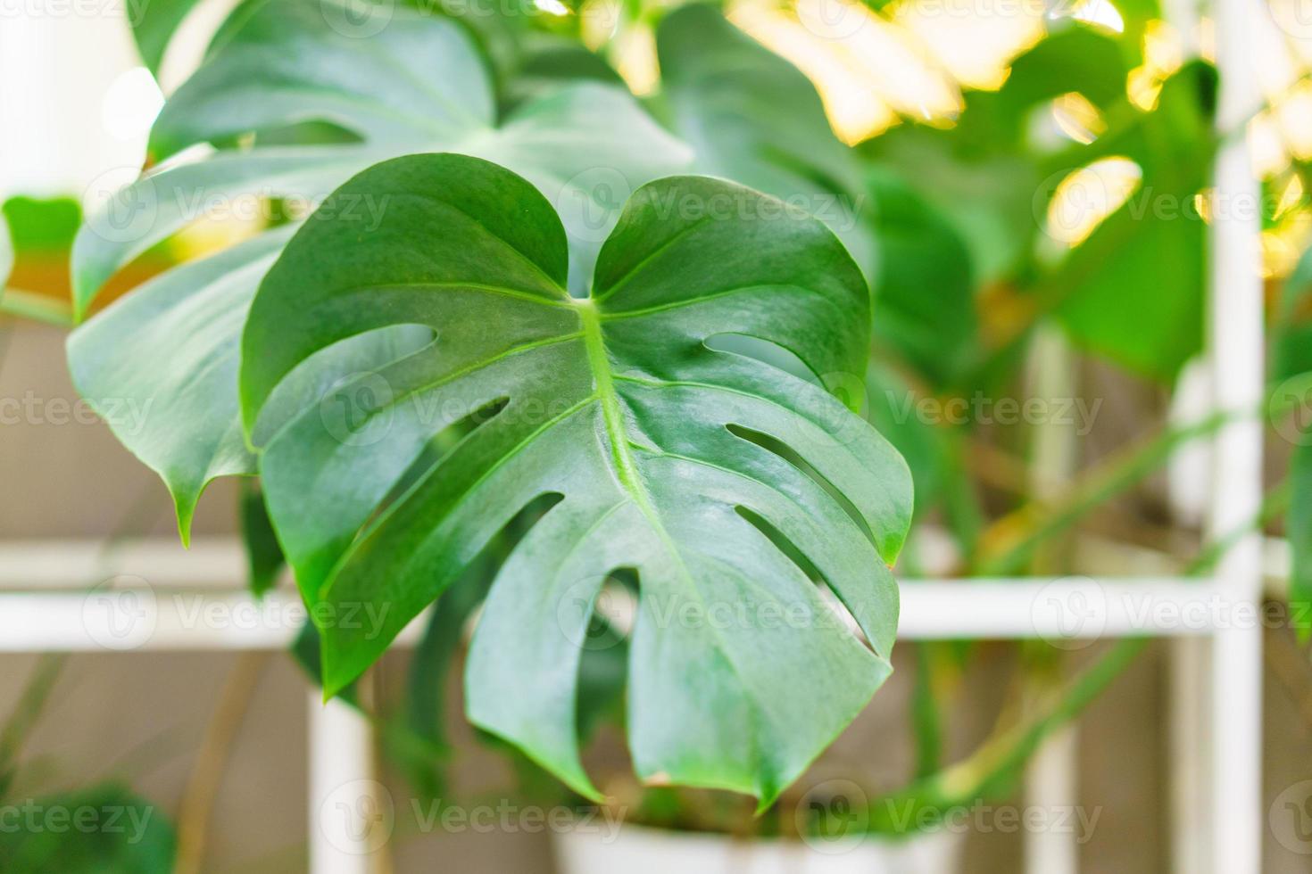 monstera Thais sterrenbeeld bont mooi gebladerte tropisch planten. foto