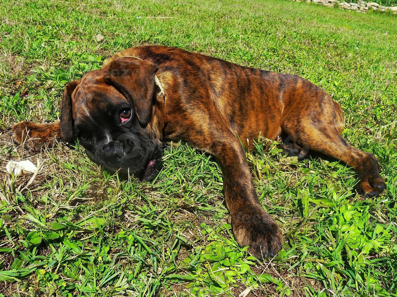 bokser hond aan het liegen in gras foto
