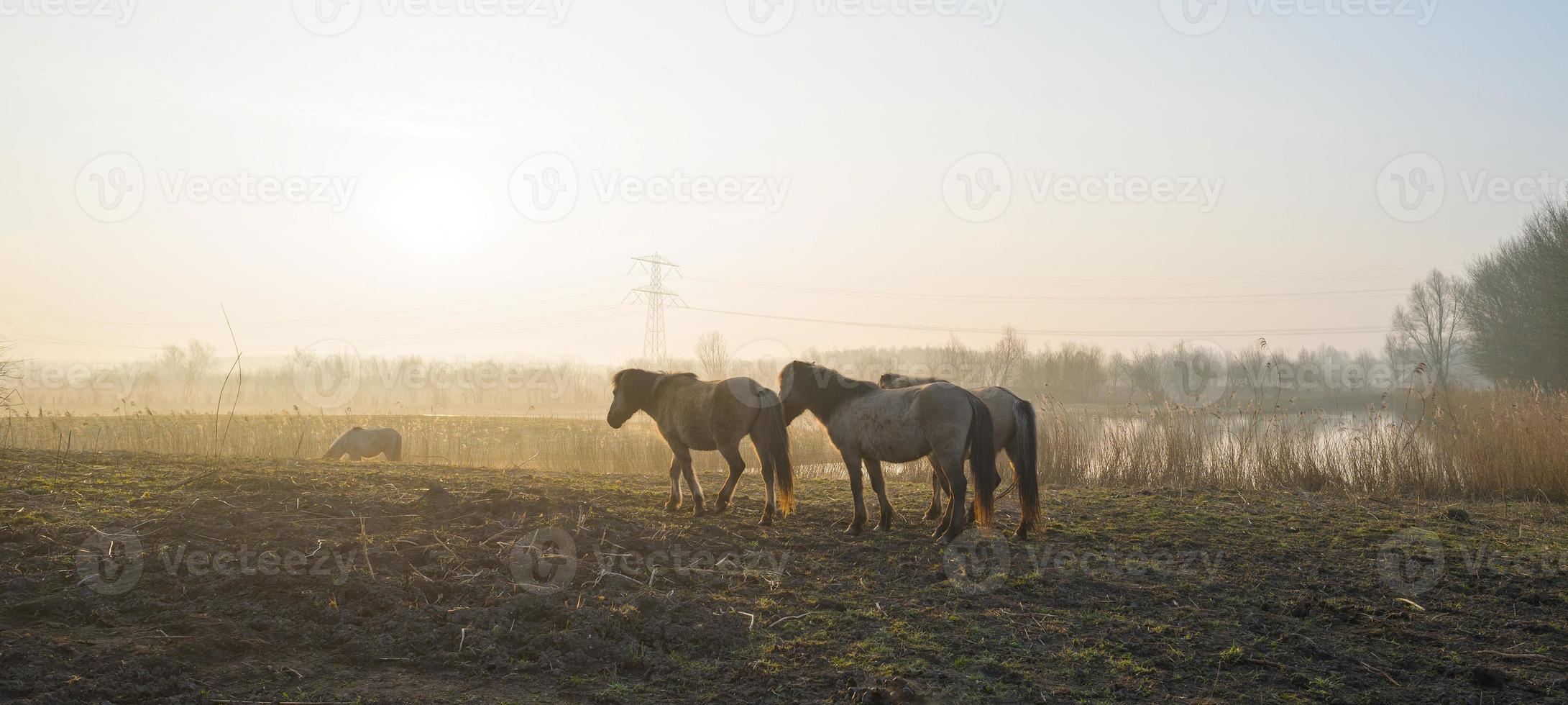 konik paarden lopen in een veld bij zonsopgang foto