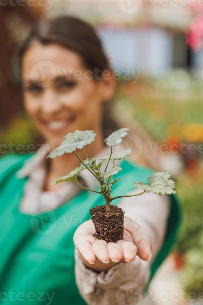 bloemist vrouw hand- Holding een groeit fabriek van pelargonium foto