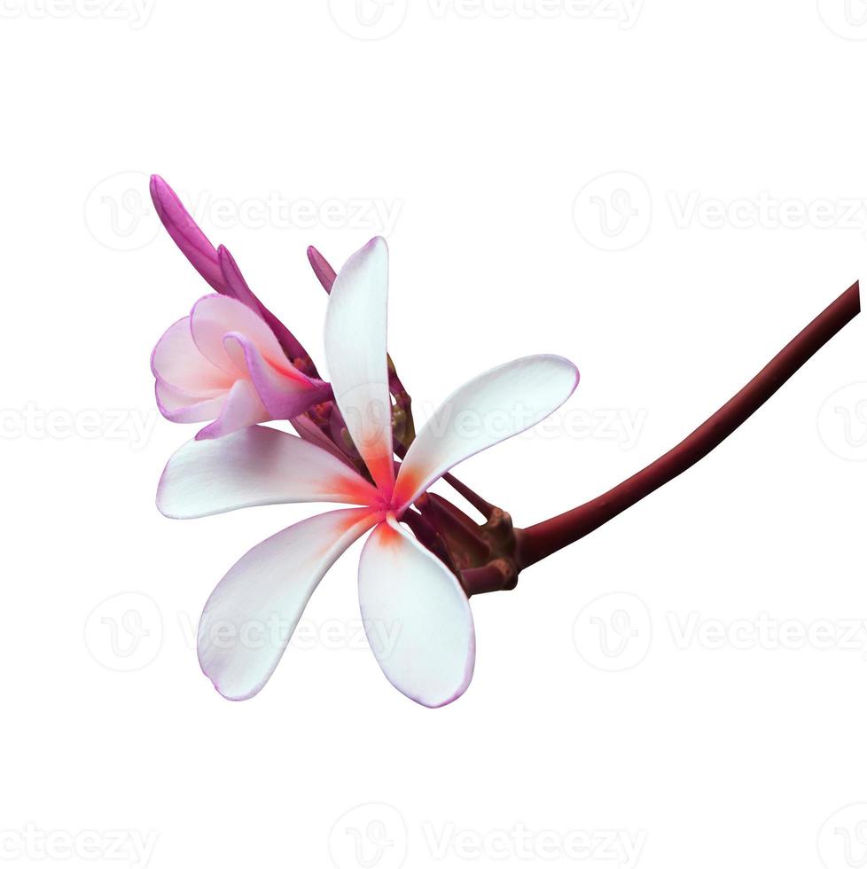 plumeria of frangipani of tempel boom bloem. dichtbij omhoog violet-roze plumeria bloemen boeket Aan stengel geïsoleerd Aan wit achtergrond. top visie exotisch bloem Afdeling. foto